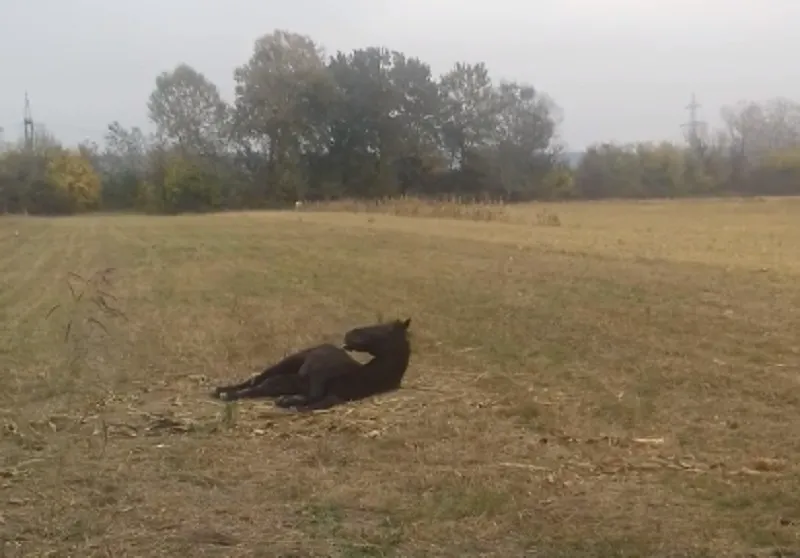 Un cal bolnav, cu picioarele rupte, zace de o săptămână într-un sat din Gorj | VIDEO