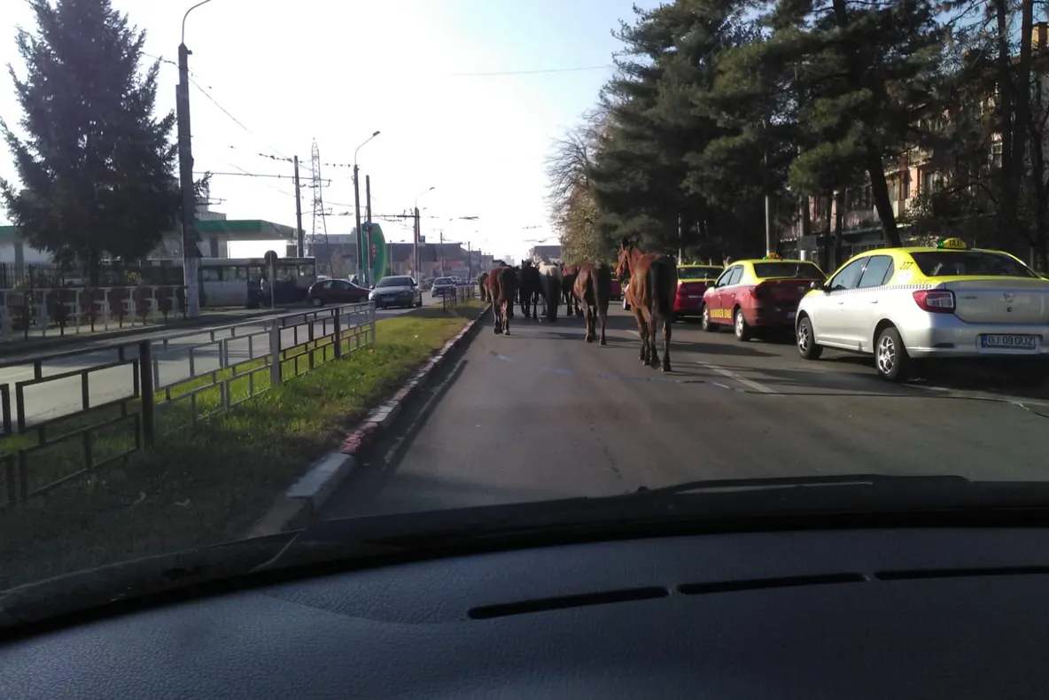 O herghelie de cai s-a plimbat printr-un cartier din Târgu Jiu 