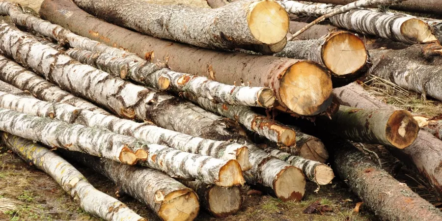 Bătrân în vârstă de 80 de ani, prins la furat de lemne în Gorj
