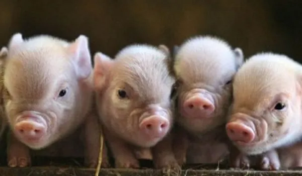 Panica pestei porcine a cuprins Țânțăreniul: Se caută locuri unde să fie îngropați porcii