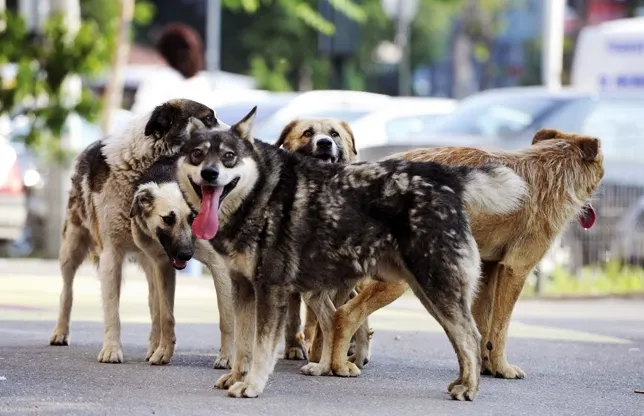 Animalele fără stăpân din Gorj pot fi sterilizate gratuit