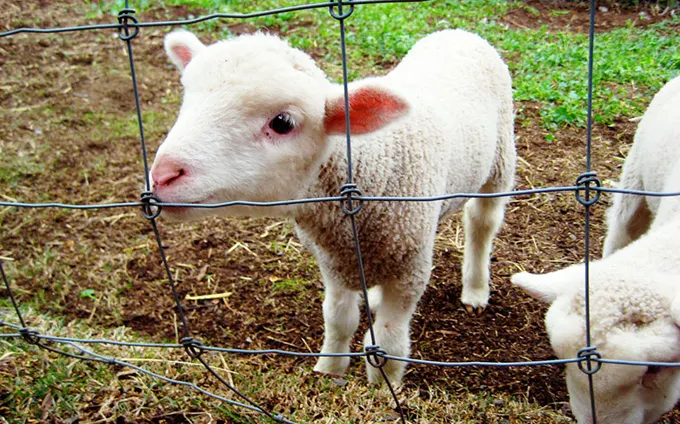 Câți miei vor fi sacrificați în Gorj, de Paște
