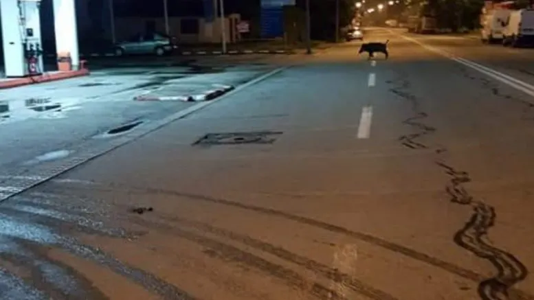 După porcii domestici, un mistreț a fost pozat pe o stradă din Târgu Jiu