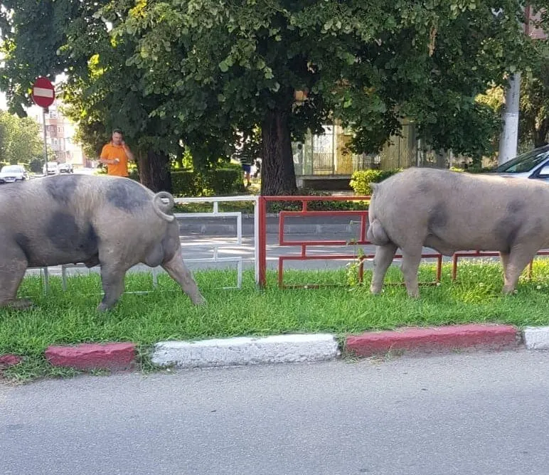 Mai mulți porci au ieșit la iarbă verde pe marginea unui bulevard din Târgu Jiu