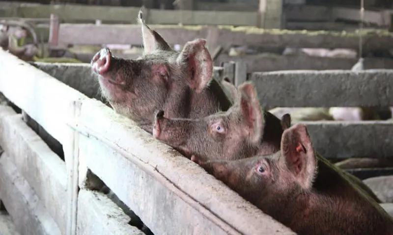 Pesta porcină se extinde în Gorj