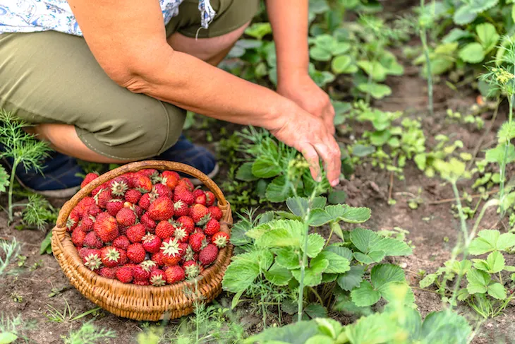 Gorjenii nu mai vor să muncească în străinătate