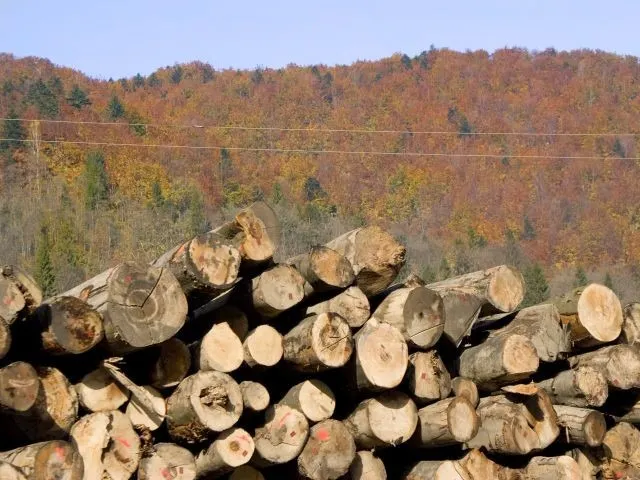 Pădurari ”penali” și la Novaci