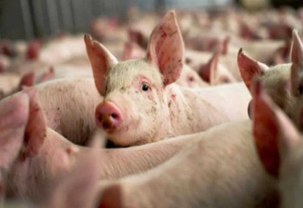 Încă trei focare de pestă porcină în Gorj