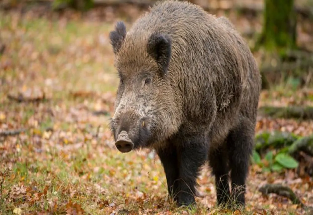 Zeci de mistreți au fost împușcați la Turceni, din cauza pestei porcine