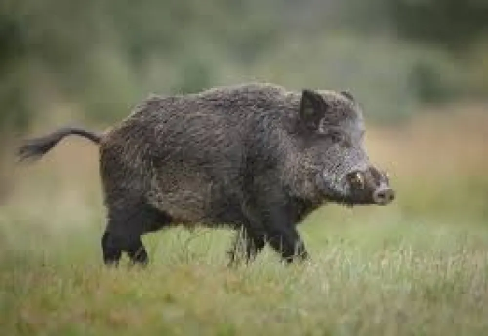 Pesta porcină, depistată într-un mare domeniu de vânătoare privat din Gorj