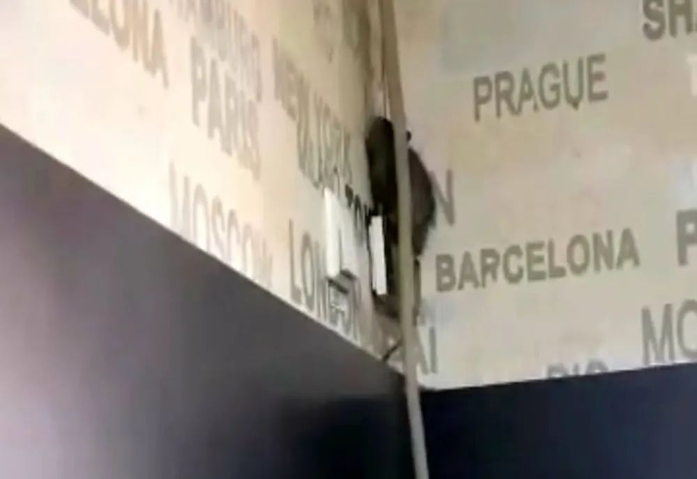Un șobolan a fost filmat într-o cofetărie din Târgu Jiu | VIDEO