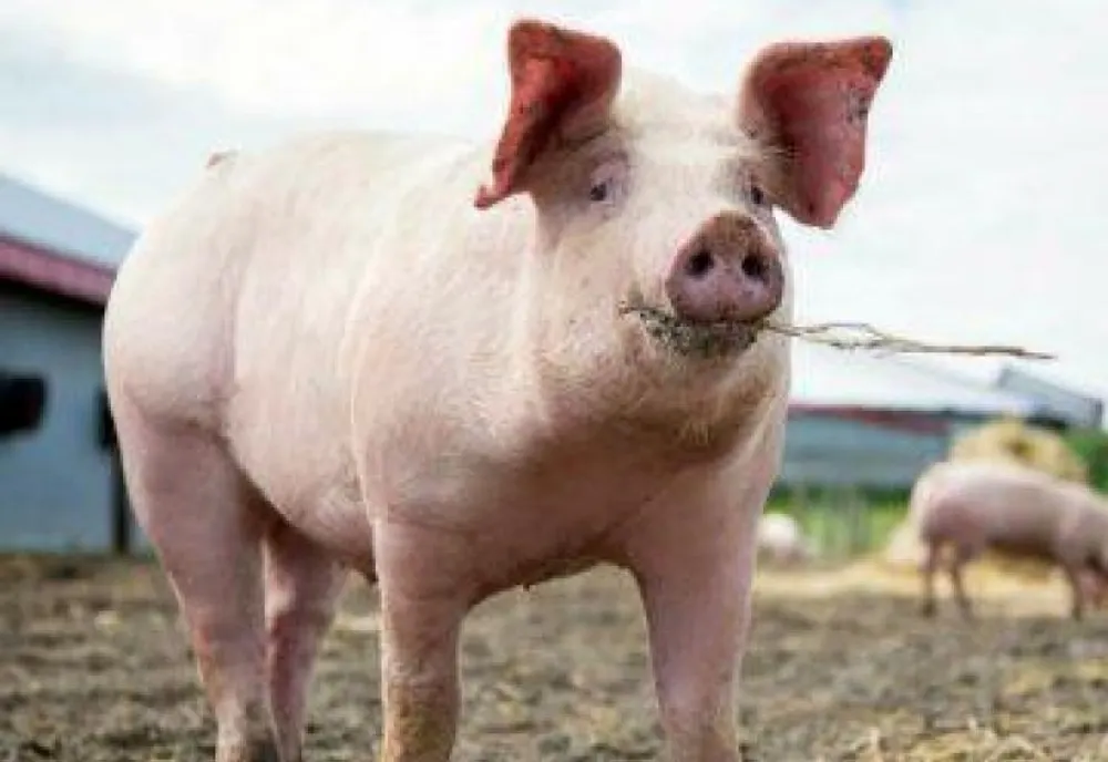 Încă un focar de pestă porcină în Gorj