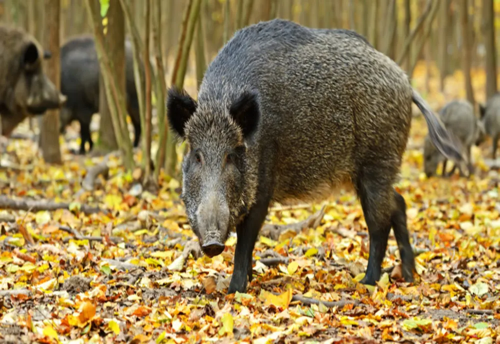 Măcel într-o pădure din Gorj: Peste o mie de porci mistreți au fost uciși