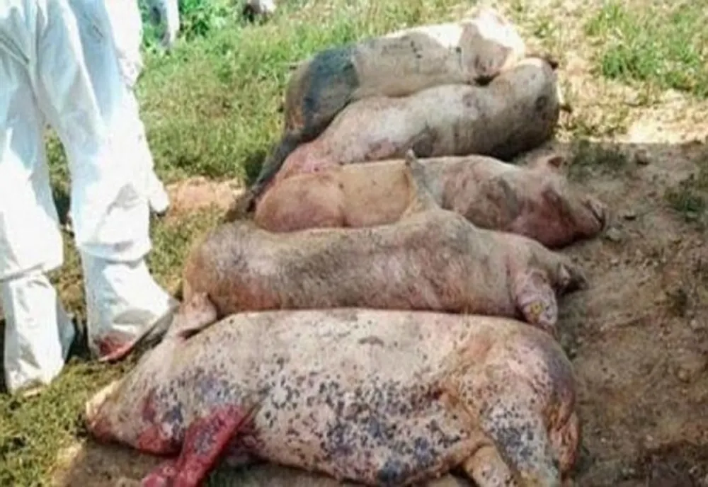 Gorjean amendat pentru că transporta animale dintr-un focar de pestă porcină