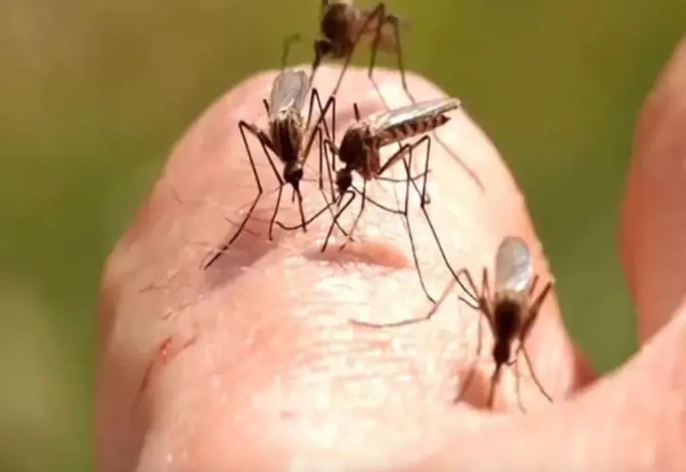 INSP: 19 cazuri de infecţie cu virusul West Nile, înregistrate în România. Două persoane au murit