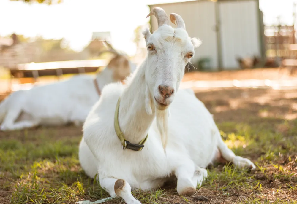 GRECIA: TESTARE A MII DE ANIMALE DUPĂ DETECTAREA UNUI FOCAR DE PESTA CAPRELOR