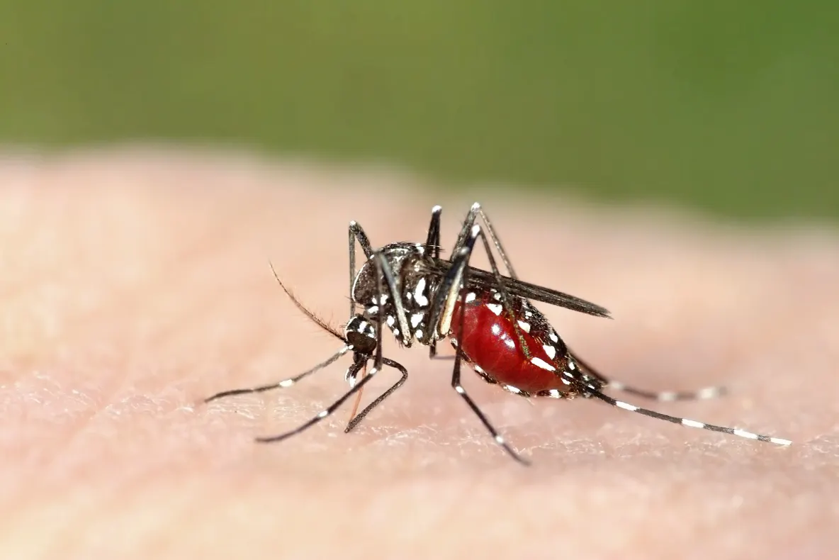  Un om a murit, iar alți doi sunt în spital după ce s-au infectat cu virusul West Nile. Avertismentul medicilor
