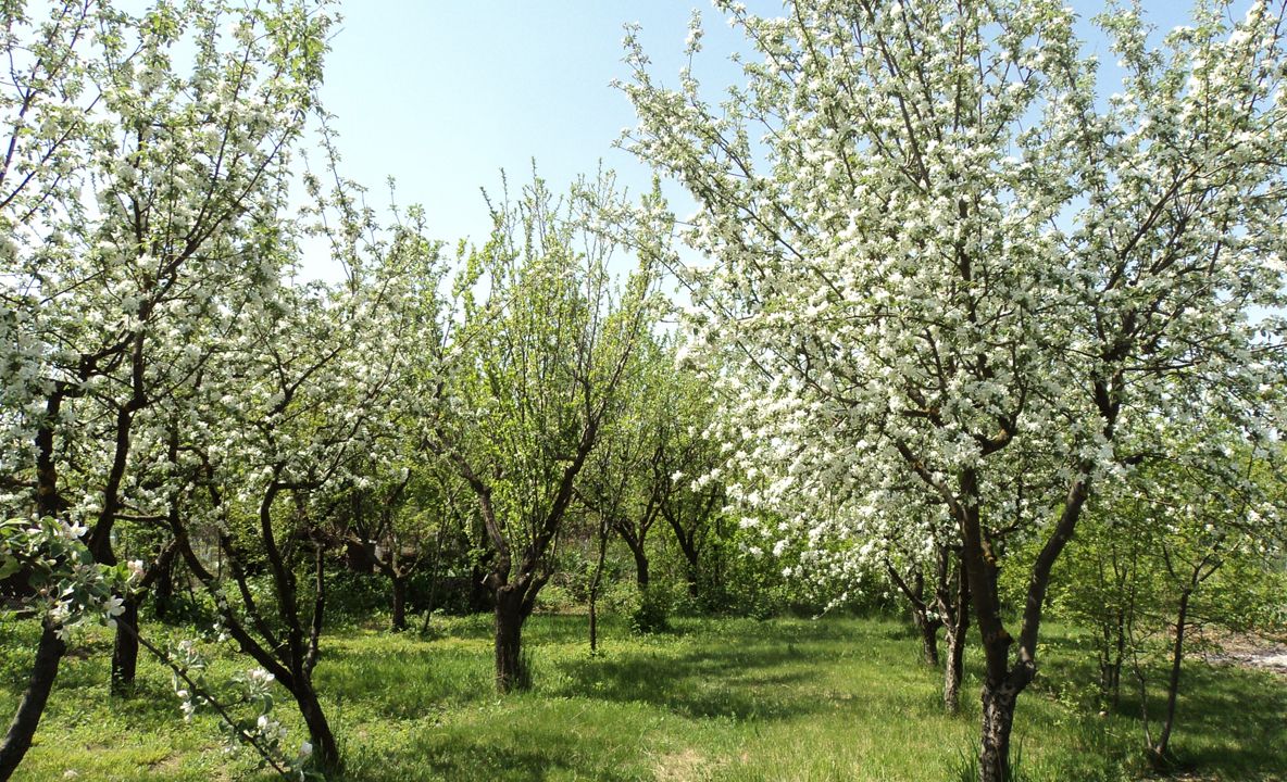 Pomii au înflorit din nou în mai multe localități din Gorj
