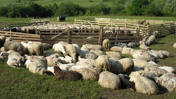 Vești bune pentru fermierii montani: Ministrul Agriculturii promite 1 miliard de euro