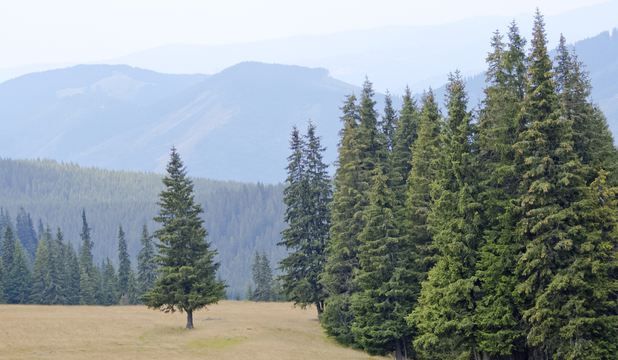 Brad de Crăciun înalt de 18 metri în Târgu Jiu