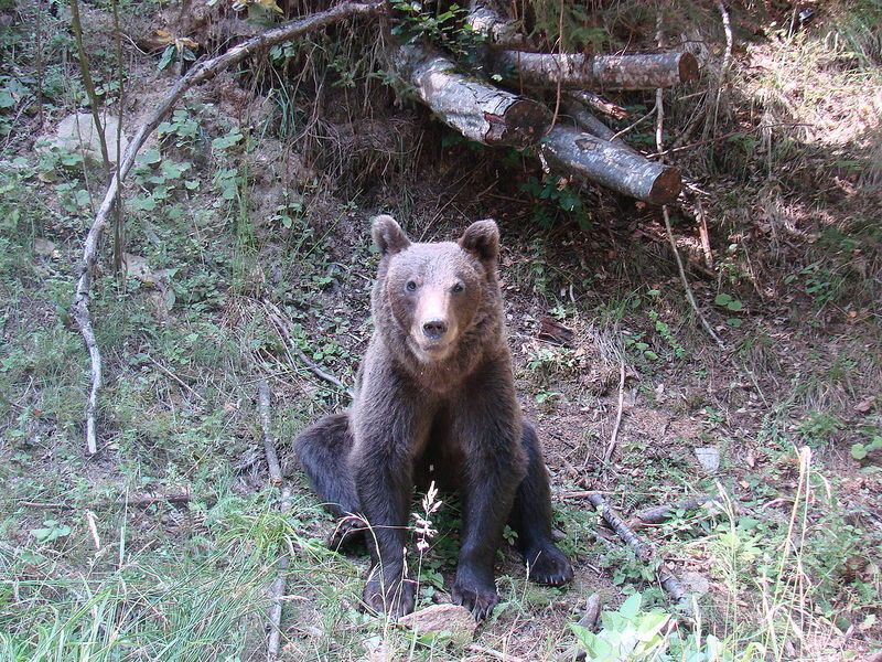 Urs, prins în laț într-o pădure din Gorj! Animalul a fost eliberat