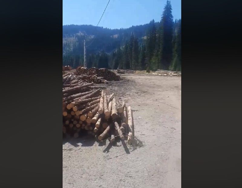 Defrișări masive lângă Transalpina | VIDEO