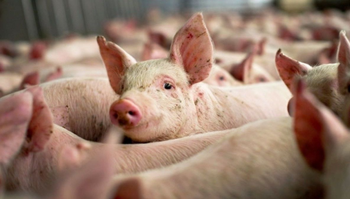 Pestă porcină și la Telești! 24 de focare confirmate în Gorj