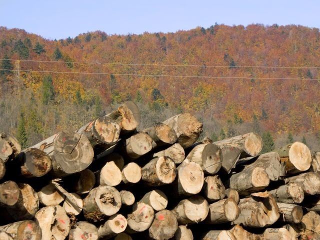 Pădurari ”penali” și la Novaci