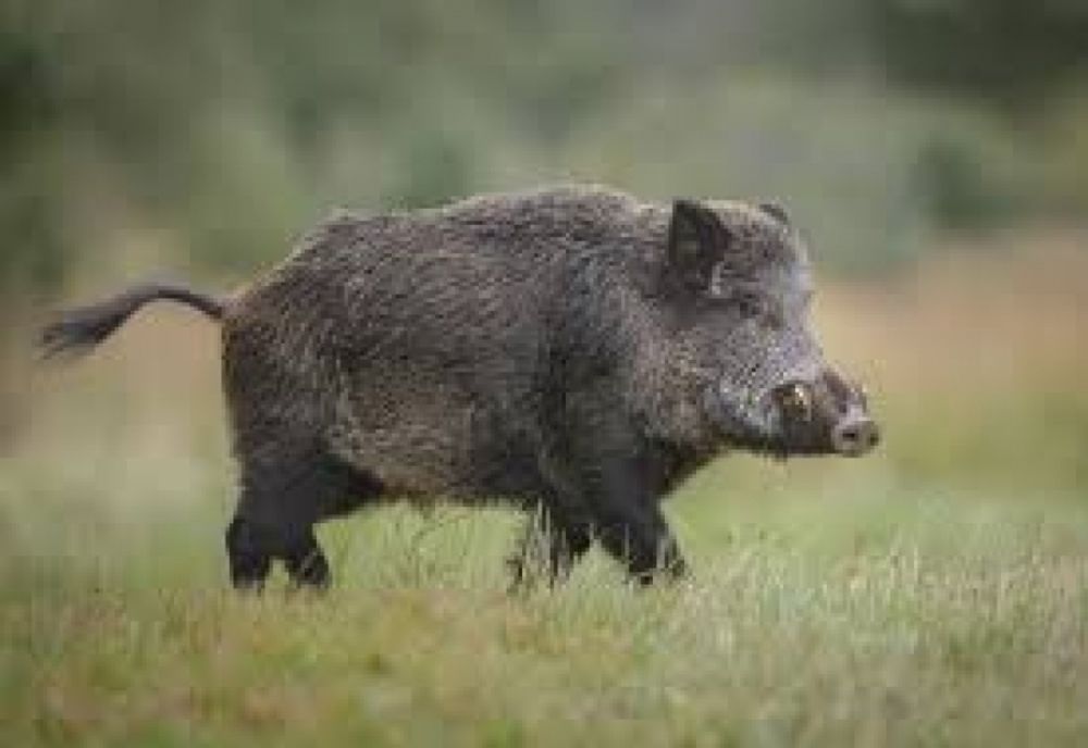 Pesta porcină, depistată într-un mare domeniu de vânătoare privat din Gorj