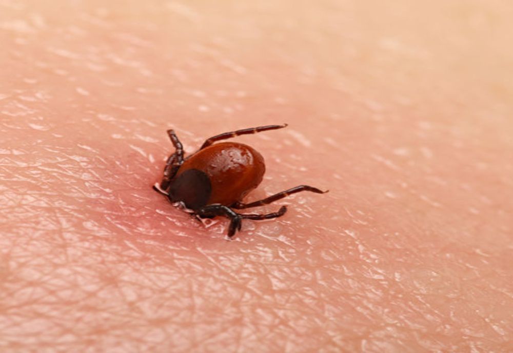 COȘMARUL care a început cu o mușcătură de căpușă: Mărturii EMOȚIONATE ale româncei care suferă de boala Lyme