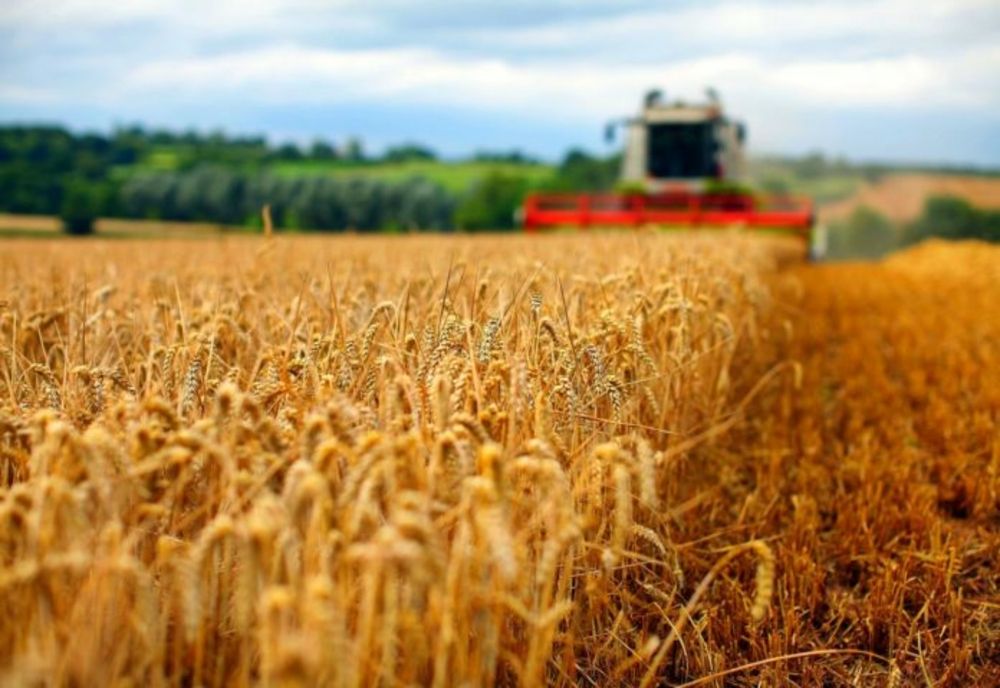 Record pentru România la recolta de grâu din acest an