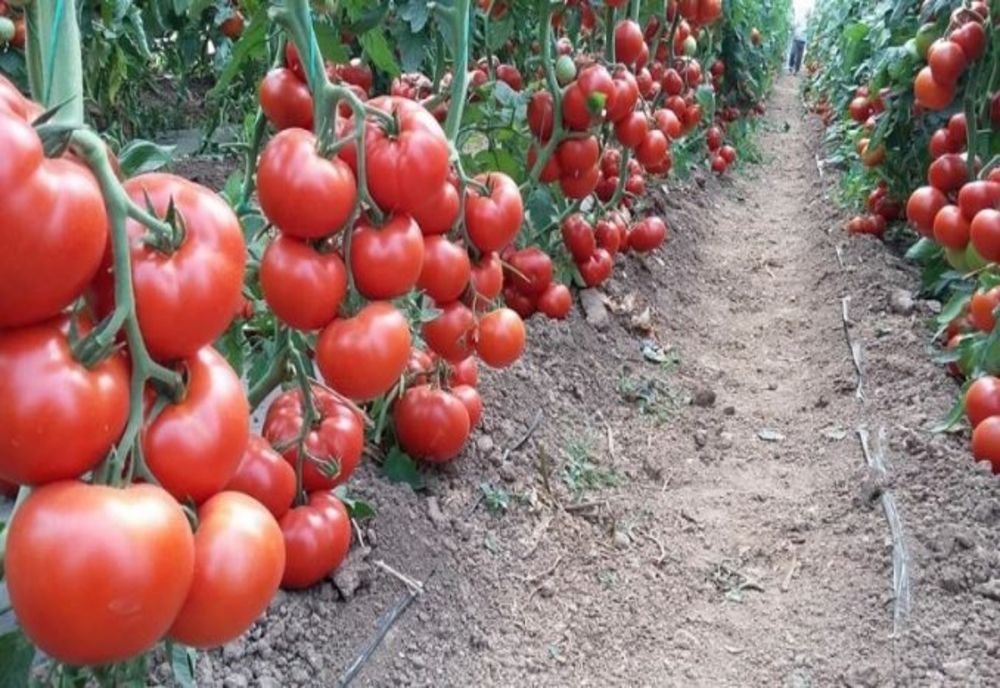 A fost prelungit termenul pentru înscrierea în Programul „Tomata”