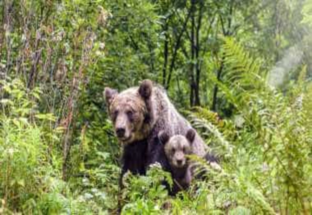 PREȘEDINTELE IOHANNIS A PROMULGAT LEGEA PRIVIND VÂNĂTOAREA DE URȘI