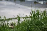 Cod galben de viituri și inundații locale în 21 de județe. Avertizarea hidrologilor - HARTĂ