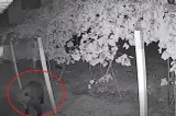 Panică într-o localitate din Gorj. Un urs a intrat în curtea unui localnic și a distrus două garduri VIDEO