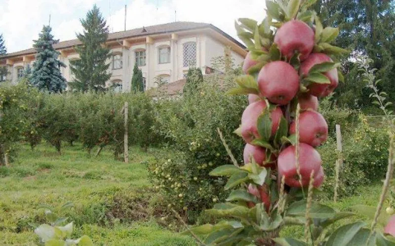 pomicola
