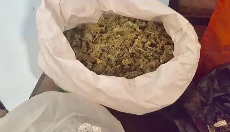 cannabis
