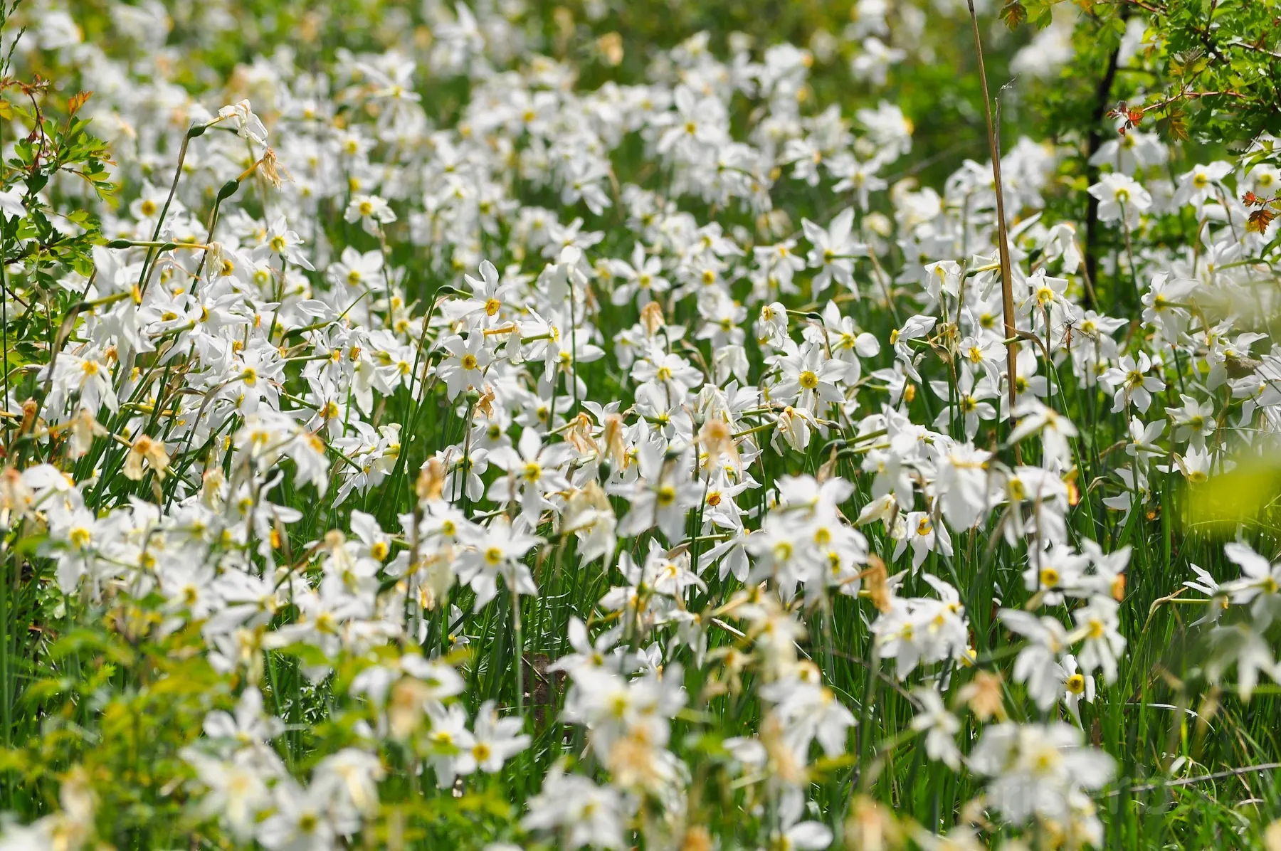poiana narciselor