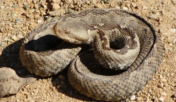 vipera