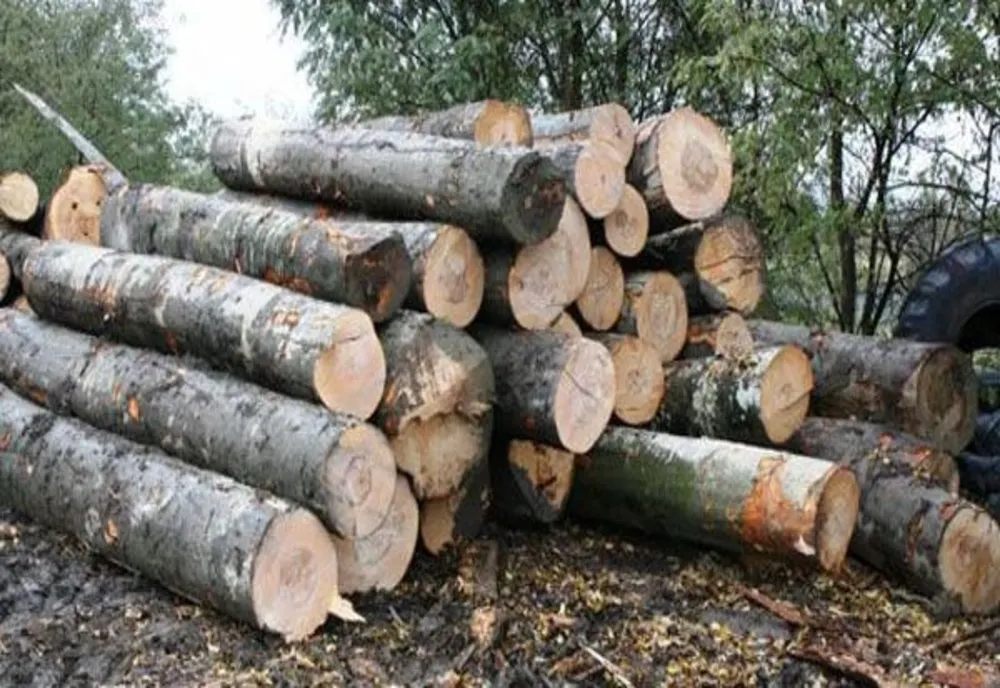 Tir încărcat cu stejar, condus în Ocolul Silvic Tismana pentru verificări