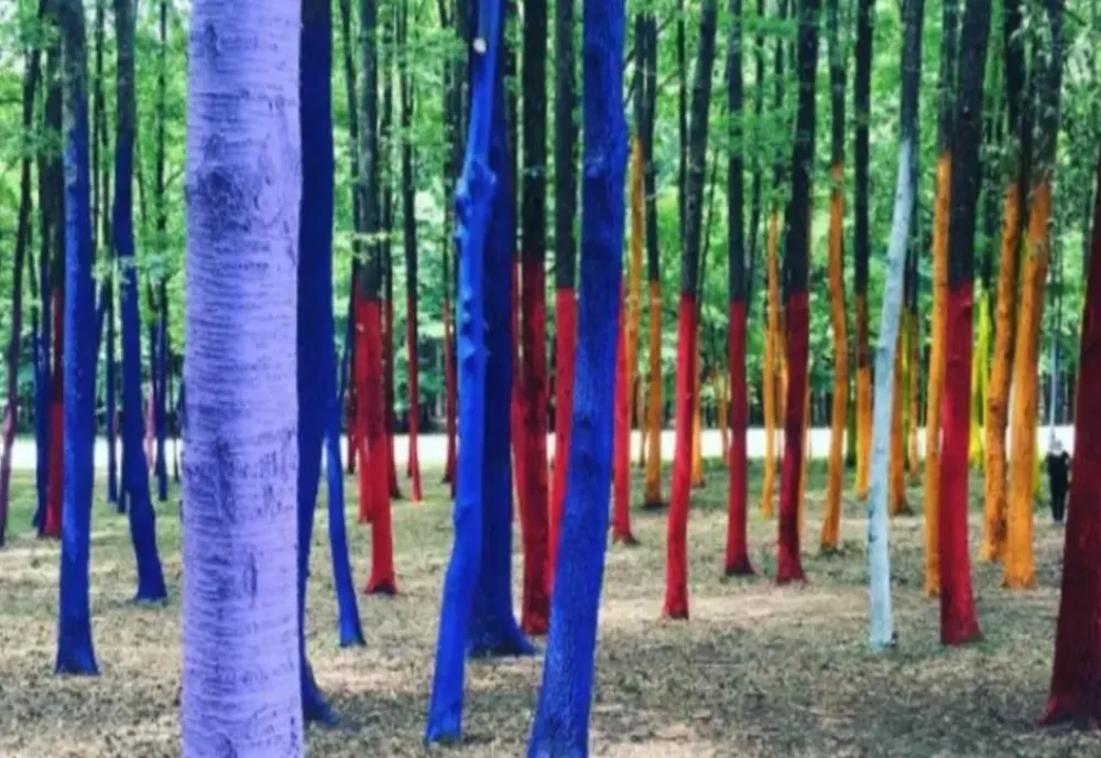 Pădurea colorată, din nou