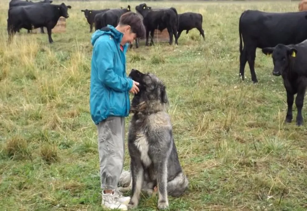 Înscrieri pentru accesarea fondurilor europene nerambursabile oferite prin Programul Național de Dezvoltare Rurală 