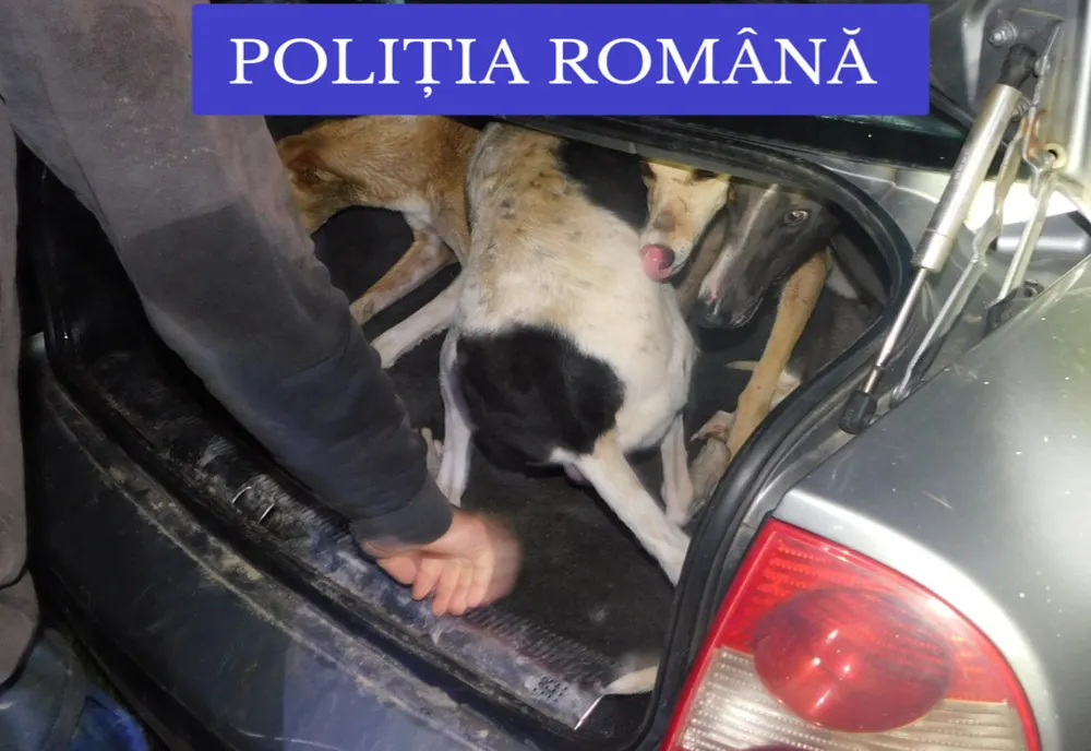 Tineri din Olt, prinşi la braconat în judeţul Gorj