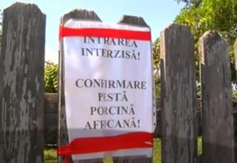 184 de focare de pestă porcină africană active în ţară