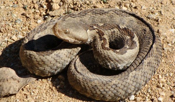 vipera