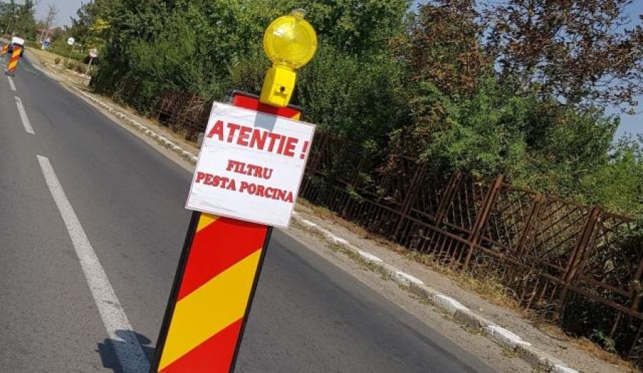 pesta porcina