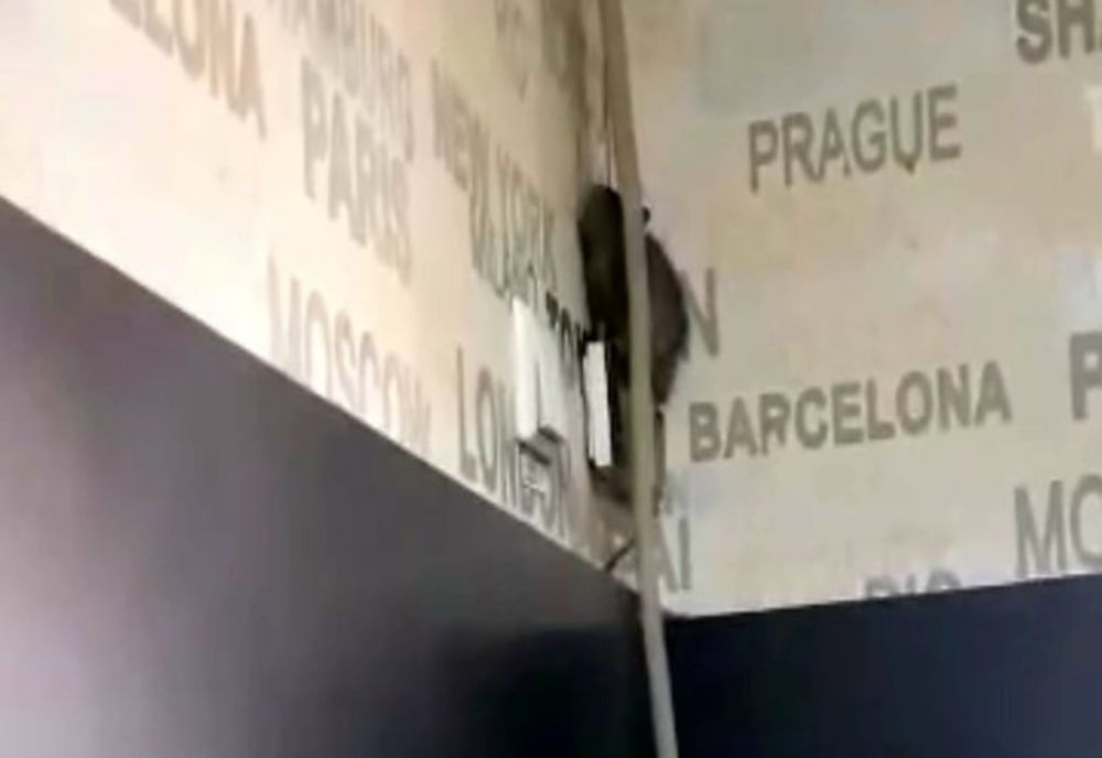 Un șobolan a fost filmat într-o cofetărie din Târgu Jiu
