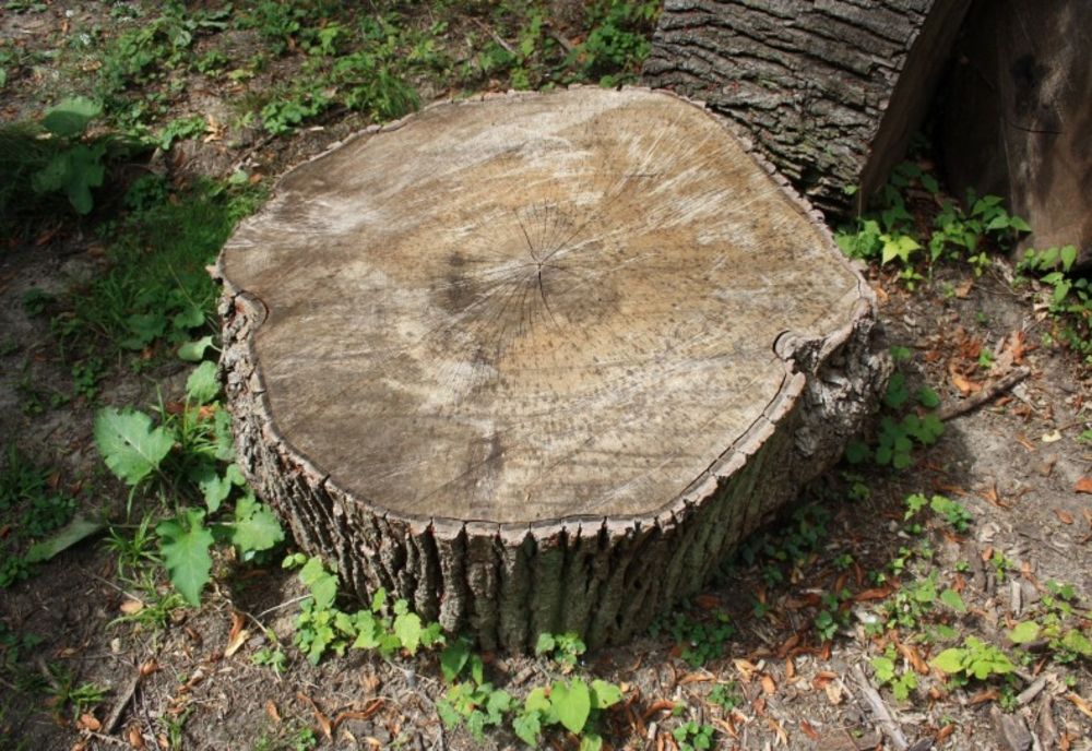 Zeci de arbori, tăiați fără drept de un gorjean