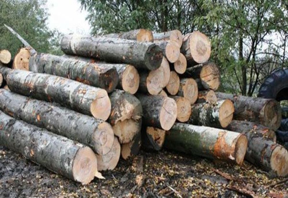Tir încărcat cu stejar, condus în Ocolul Silvic Tismana pentru verificări