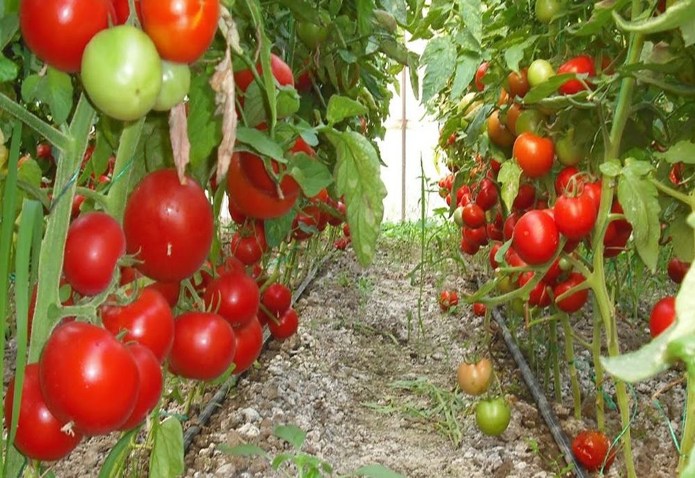 Bugetul pentru Programul Tomata, tăiat. Cât primesc legumicultorii